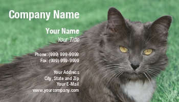 Animals | Domestic | Featured Designs | Grooming | Veterinarian |--| Animal | At30178 | Background | Board | Boarding | Care | Cat | Cats | Feline | George Pappas | Grass | Gray | Groom | Hospital | Hospitals | Kennel | Kennels | Persian Cat | Pet | Pets | Shop | Sitter | Sitting | Store | Vet | White