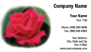 Featured Designs | Potpourri |--| #039 | At32154 | Background | Bloom | Elegant | Florist | Green | Light | Lincoln | Natural | Outdoor | Petals | Red | Rose | Sandra Morris | Scent | Soft | Softened | Taken | Using | Wonderful