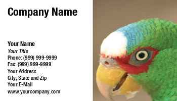Animals | Featured Designs | Professional | Travel | Wild |--| Animal | Astrid Van Der Eerden | At32562 | Bird | Paradise | Parrot | Pet | Shop