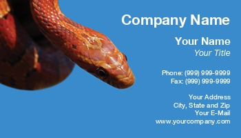 Featured Designs |--| At32724 | Constrictor | Corn | Head | Paula Gent | Reptile | Snake
