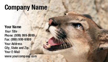 Featured Designs | Wild |--| Astrid Van Der Eerden | At32782 | Cougar | Mountain Lion | Panther | Rocky Mountain Wildlife | Zoo