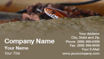 Featured Designs |--| At33790 | Corn | Paula Gent | Reptile | Snake