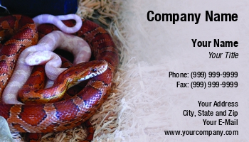 Featured Designs |--| At33791 | Coiled | Corn | Corn Snakes | Paula Gent | Reptile | Snake | Snakes | Strawberry