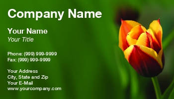Featured Designs |--| At34629 | Background | Colored | Emilia Kun | Green | Red | Tulip | Yellow