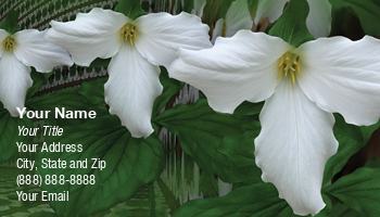 Featured Designs | Nature |--| At30530 | Botany | Emblem | Emilia Kun | Flower | Green | Herbaceous | Leaves | Official | Ohio | Ontario | Perennial | Petaled | Plant | Symbol | Trillium | White | Wildflower | Woodland