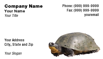 Featured Designs |--| At30589 | Background | Exotic Pets | Isolated | Painted | Reptile | Robin Tomaszewski | Turtle | White