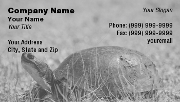 Featured Designs |--| Amp | At30591 | Ground | Painted | Reptile | Robin Tomaszewski | Turtle | View