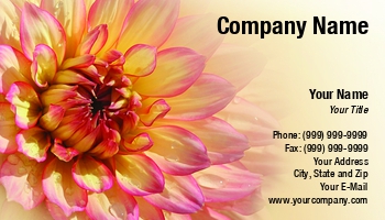 Featured Designs |--| At37887 | Bloom | Close | Dahlia | Emilia Kun | Flowering | Pink | Pretty | Yellow