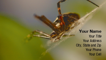 Animals | Featured Designs | Trades |--| At30857 | Body | Close | Details | Fern | Green | Insect | Leaves | Macro | Macro Photography | Orb | Pest | Photograph | Sandra Morris | Sitting | Spider | Surrounded | Visible | Weaver