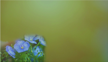 Beauty | Featured Designs | Floral | Garden | Nature | Trades |--| Artificial | At306363 | Blooming | Concept | Decor | Decoration | Decorator | Design | Designer | Flower | Fresh | Inna | Natural | Nursery | Petal | Plant | Sale | Shop | Symbol | Therapy