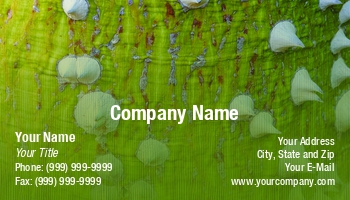 Featured Designs |--| At338314 | Features | Flora | Maxal Tamor | Palm | Palm Tree | Rough | Tree | Tropical