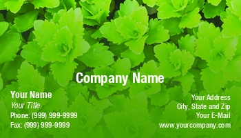 Featured Designs | Nature |--| At338378 | Botanical | Botany | Gardens | Image | Leaves | Maxal Tamor | Plant | Plants | Succulent