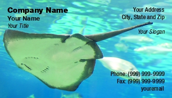 Aquatic | Featured Designs |--| Aleksandr Ugorenkov | Animal | Aquarium | At339369 | Fish | Image | Marine | Scate | Underwater