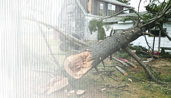 Featured Designs | Trades | Tree Trimmer |--| Agriculture | Arborist | At341213 | Chain Saw | Chainsaw | Dave Willman | Forestry | Lumber Mill | Lumberjack | Services | Template | Tree | Tree Pruner | Tree Service