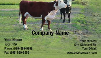 Farm | Featured Designs |--| At342674 | Card | Cattle | Cows | Dairy | Dairy Farm | Dave Willman | Farms | Field | Great | Hay | Heifer | Herd | Holsteins | Horns