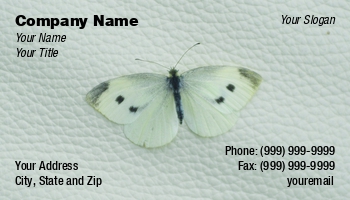 Featured Designs |--| At343549 | Butterfly | Fritz Hiersche | Image | Zoologist | Zoology