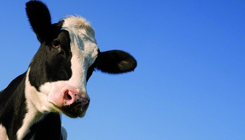 Featured Designs |--| Agriculture | Animal | At340830 | Beef | Cattle | Copy | Dairy Farm | Farming | Laurent Renault | Livestock | Template