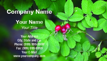Featured Designs | Garden | Nature | Trades |--| At381913 | Berry | Business | Card | Fresh | Leaves | Nursery | Plant | Plant Nursery | Plant Watering Service | Randi Grace Nilsberg | Template | Wonderful
