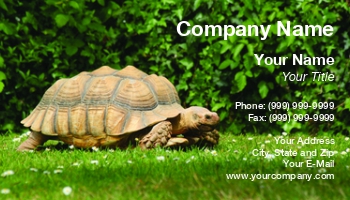 Featured Designs |--| Ali Taylor | Animal | At40239 | Crawling | Grass | Reptile | Turtle