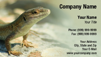 Featured Designs |--| Ali Taylor | At40258 | Lizard | Reptile | Rock