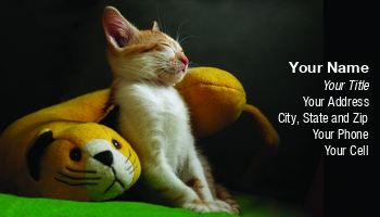 Featured Designs |--| At49235 | Cat | Judy Ben Joud