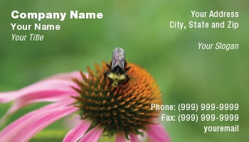 Featured Designs | Floral | Nature |--| Alternative Medicine | At56171 | Bee | Bumble | Coneflower | Echinacea | Gathering | Herbal Medicine | Lynn Bendickson | Pollen | Purple | Single
