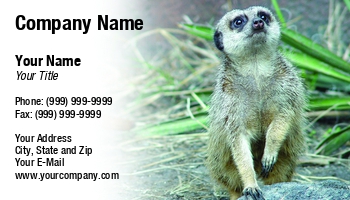 Featured Designs |--| African Animal | At56318 | Glen Jones | Meerkat | Picture