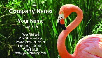 Featured Designs |--| At56374 | Bird | Lynn Bendickson | Pink Flamingo | Zoo Animals | Zoologist