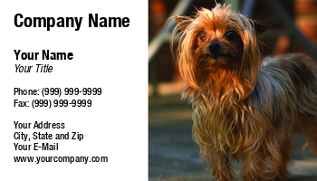 Featured Designs |--| At56785 | Dog | Glen Jones | Pet Sitting | Picture | Terrier | Yorkshire | Yorkshire Terrier