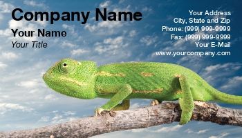 Featured Designs |--| African Animal | Animal Care | At56919 | Chameleon | Exotic Pet | Exotic Pets | Noam Armonn | Reptile