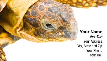 Featured Designs | Nature |--| Animal | At57433 | Creature | Horsfieldi | Natural | Petr Koudelka | Protected | Reptile | Reptilian | Testudo | Tortoise | Turtle | Wildlife