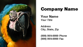 Animals | Featured Designs |--| Animal | At57570 | Bird | Birds | Colorful | Exotic Pets | Henrik Lehnerer | Keywords | Macaw | Parakeet | Parrot | Parrots | Pet | Pet Store | Pets | Tropical