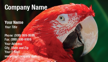 Featured Designs | Nature |--| At58430 | Aviary | Bird Association | Bird Breeding | Bird Club | Bird Rehabilitation | Bird Sales | Bird Supplies | Domestic Animals | Have A Bird Magazine Or Bird Watching Club | Mark Javer | Wildlife