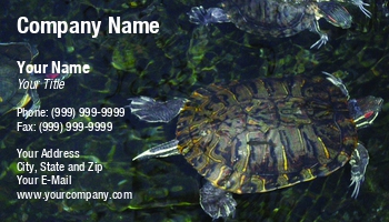Animals | Aquatic | Featured Designs |--| At58874 | Cindy Farmer | Photo | Reptile | Turtles | Used | Water