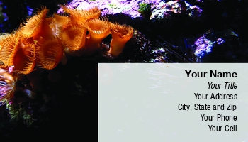 Featured Designs |--| Allyson Kitts | At61749 | Coral | Diving | Marine Biologist | Oceanography | Reef