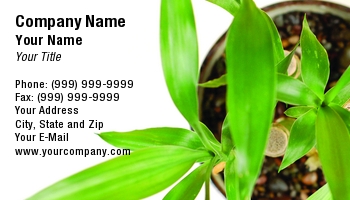 Featured Designs | Interior Design | Professional |--| At63149 | Bamboo | Beautiful | Bryce Newell | Eco-friendly | Ecology | Houseplant | Plant Watering Service | Pot | Rocks | Sustainable Products