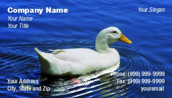 Featured Designs | Nature |--| At67823 | Exotic Pets | Mark Javer
