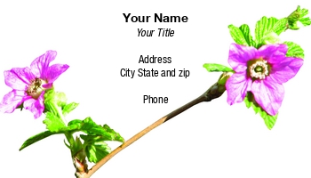 Featured Designs | Floral | Nature |--| At75072 | Background | Blossoms | Karen Carter | Pinkish | Purple | Salmonberry | Spring | Taken | White