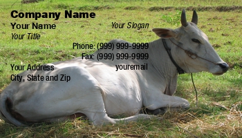Animals | Farm | Featured Designs |--| At75489 | Cattle | Cow | Grass | Green | Lying | Patch | Shang | White