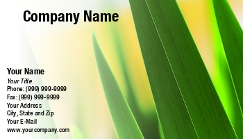 Featured Designs | Floral | Garden | Nature | Trades |--| At76428 | Background | Bloom | Blossom | Botany | Cattail | Close | Closeup | Color | Colorful | Daisy | Fleur | Flora | Grass | Green | Joe Fallico | Keywords | Leaf | Leaves | Lis | Macro | Marsh | Petal | Plant | Spring | Summer | Swamp | Wetland | Yellow