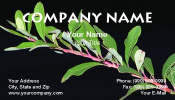 Featured Designs | Potpourri |--| At77243 | Background | Black | Branch | Florist | Gerry Fagan | Vegetation
