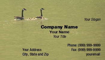 Family | Featured Designs | People | Sports | Swimming |--| At88338 | Baby | Bird | Canada | Geese | Goslings | Lake | Timothy Epp