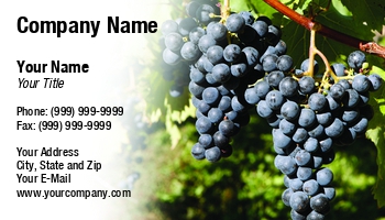 Featured Designs | Hospitality | Wine |--| At93135 | Cultivated | Cultivator | Emilia Kun | Grapes | Hybrids | Plant | Propaaeted | Red | Tasting | Varieties | Vine | Vinifera | Viticulture | Vitis | Winery | Wive