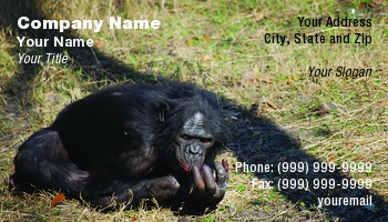 Featured Designs |--| Animal Trainer | At95309 | Brian Posey | Chimp | Florida | Grass | Jacksonville | Photograph | Resting | Shot | Zoo