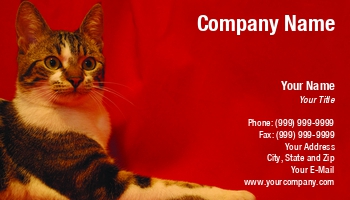Animals | Featured Designs | Professional | Veterinarian |--| Alex Nicola | Animal | Animal Shelter | At95657 | Background | Cat | Colored | Pet | Pet Photography | Photographers | Photography | Red | Shelters | Shops | Sitting | Suitable | Tom
