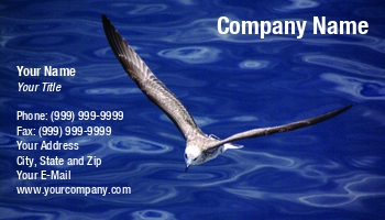 Featured Designs |--| Alex Nicola | At95710 | Bird | Marine Biologist | Marine Biology
