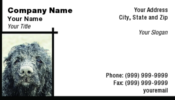 Beach | Featured Designs | Nature |--| At97929 | Bath | Black | Card | Close | Cocker | Dave Veit | Dog | Dog Bathing | Dog Groomer | Face | Groomer | Headshot | Implies | Perfect | Photograph | Sand | Spaniel | Subtly